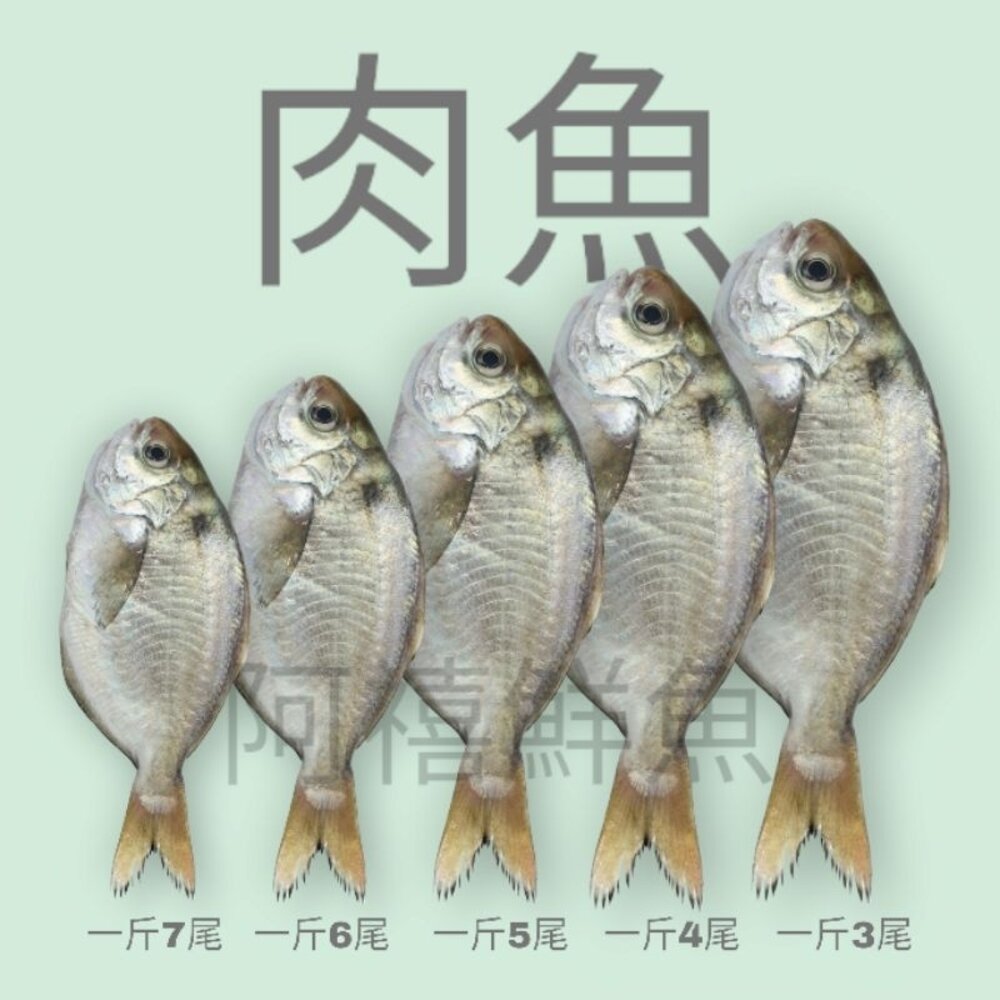 超大 肉魚 魚 封面照片