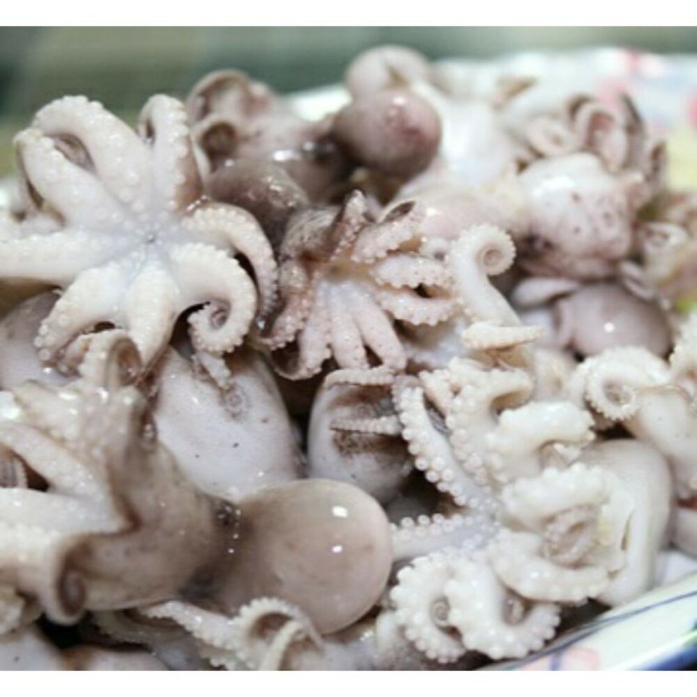 章魚 小章魚 封面照片