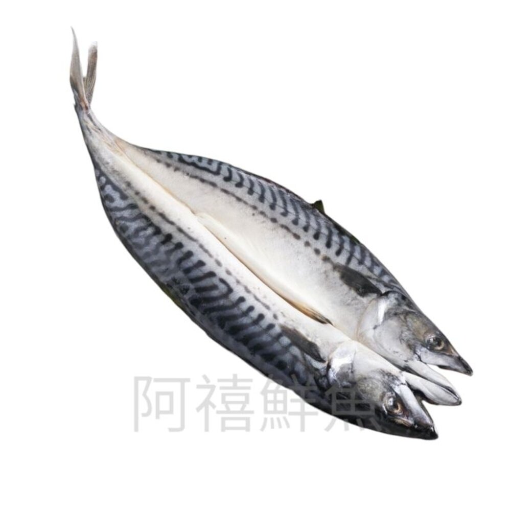 6190812526-挪威 鯖魚 600+ 蝴蝶片 未醃製 無鹽