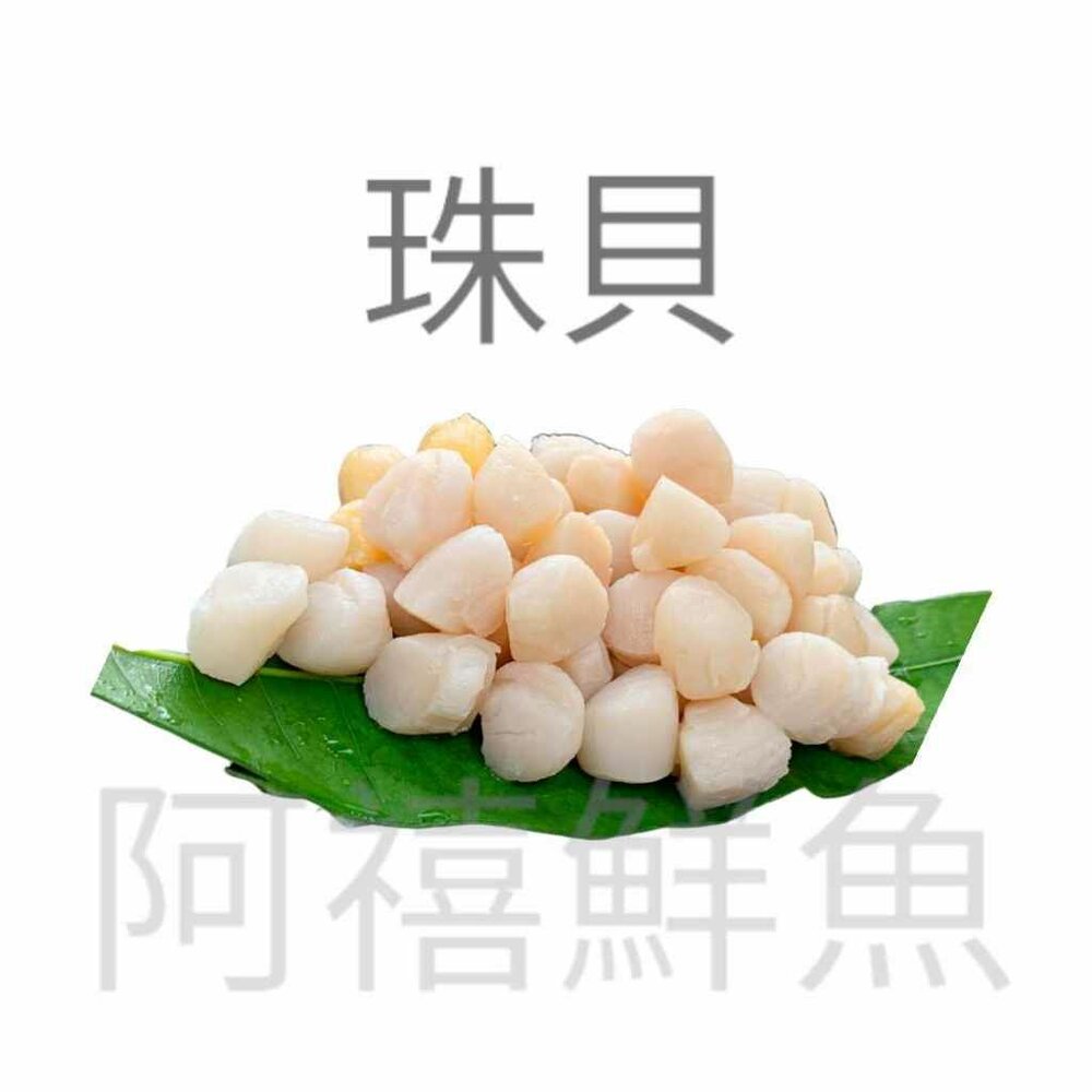 珠貝 海灣貝 封面照片