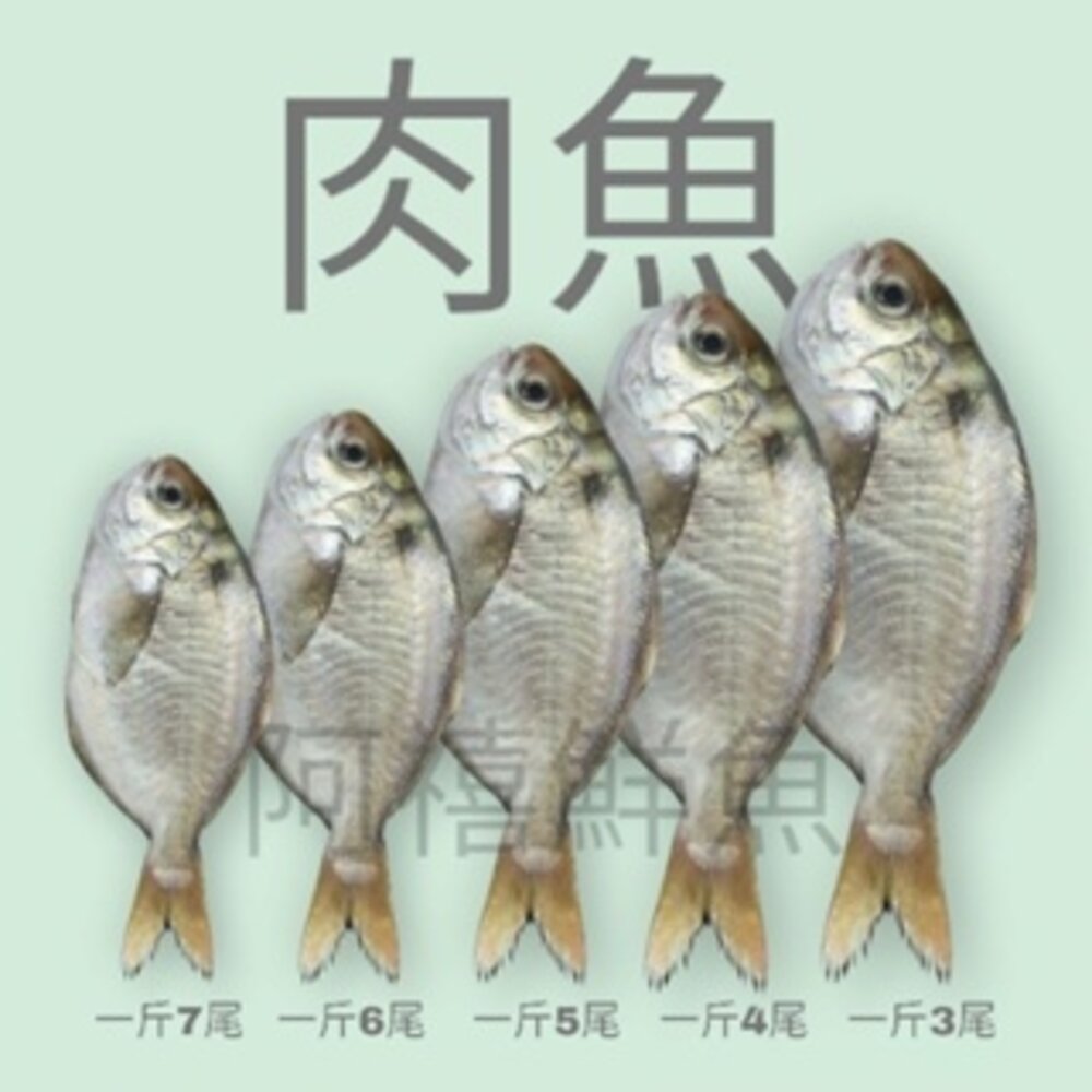 7718697209-肉魚 肉鯽魚 巴掌魚 魚
