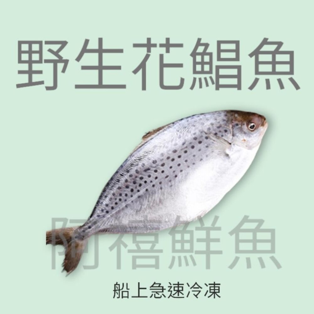 7733001965-花鯧魚 花鯧