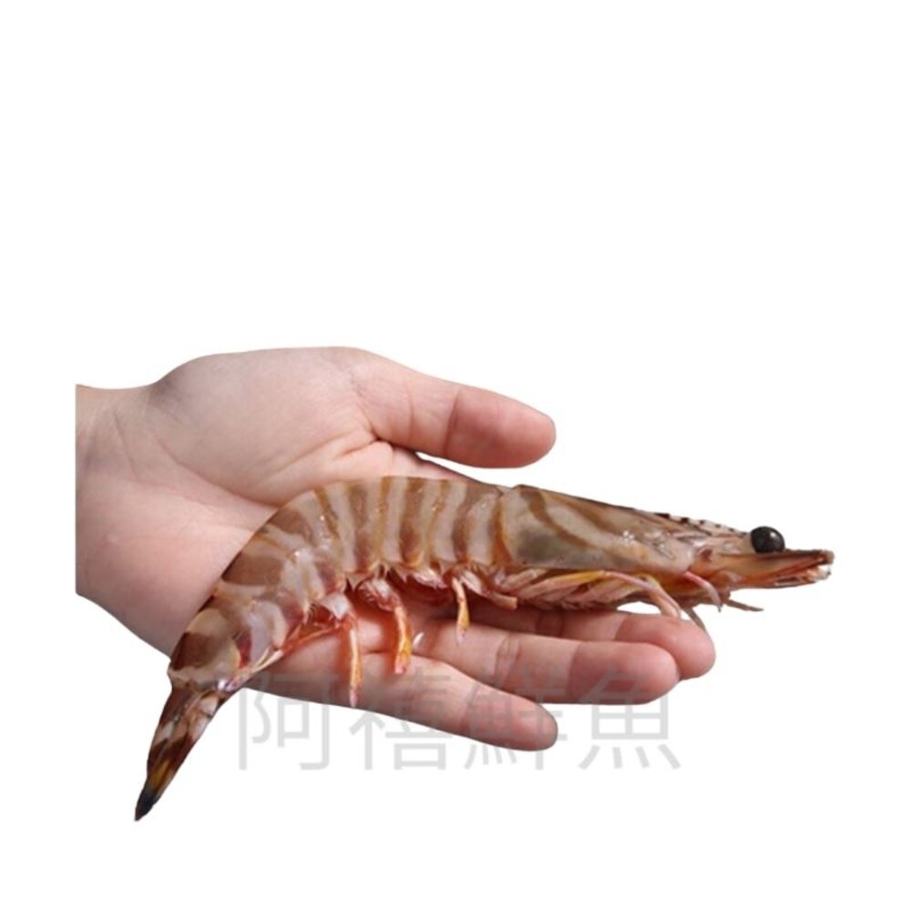 野生 明蝦 大蝦 封面照片