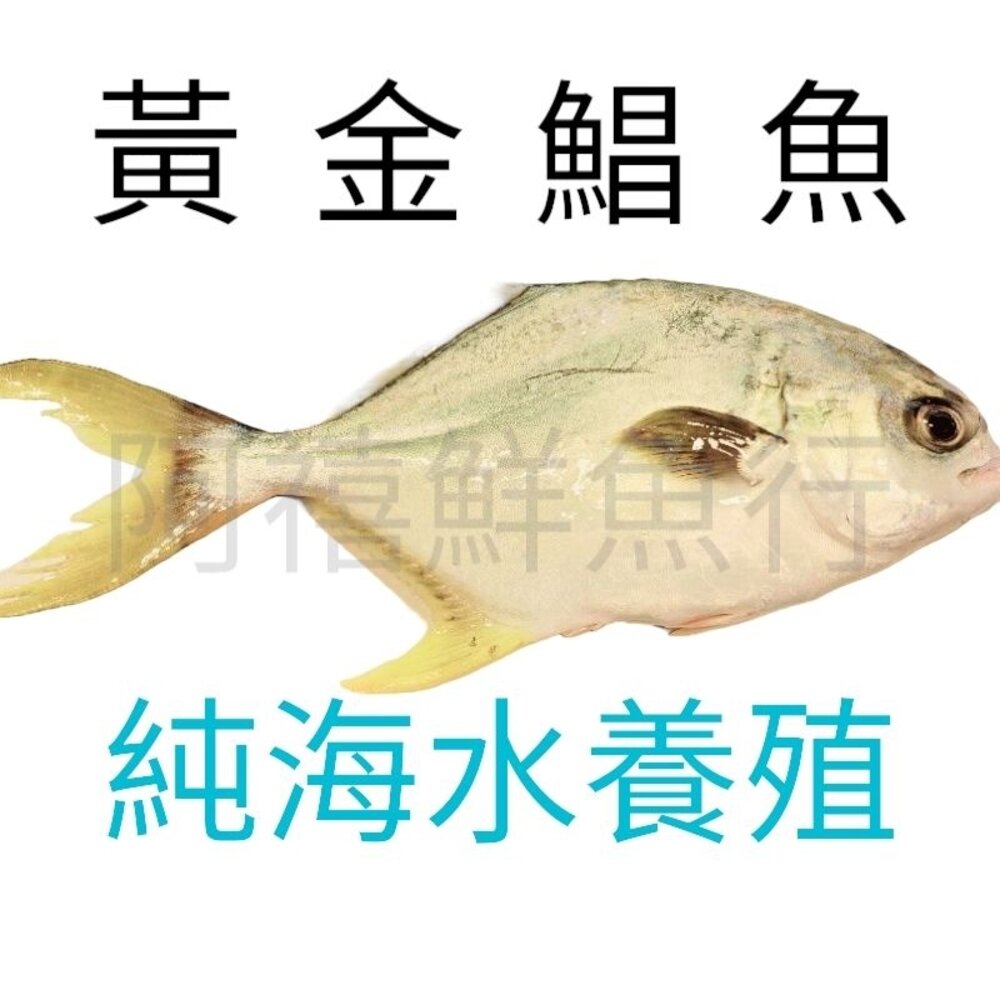 9510524691-黃金鯧  紅衫  金鯧魚 武鯧魚