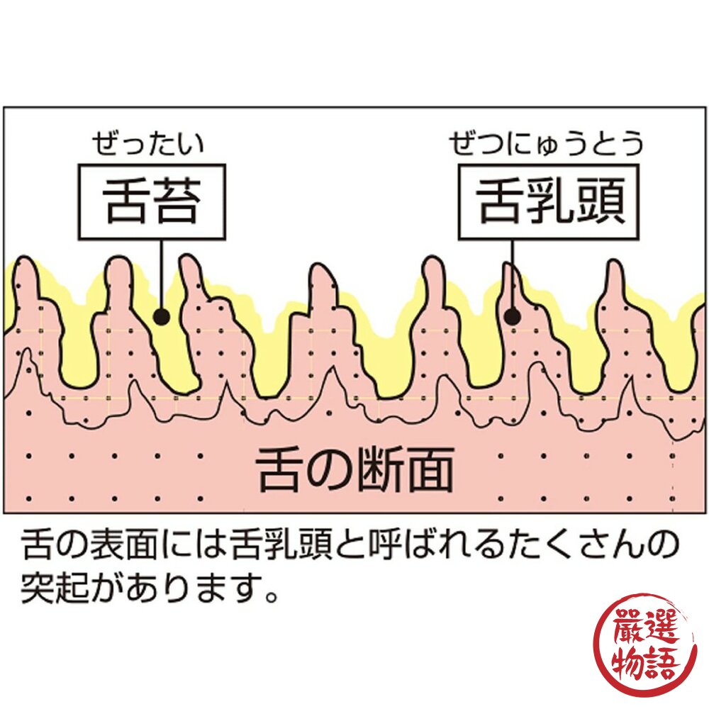 日本製 舌苔清潔刷 舌頭刷 去除口臭 舌頭清潔 口腔清潔 Ag+ 銀離子 抗菌 舌苔-圖片-4