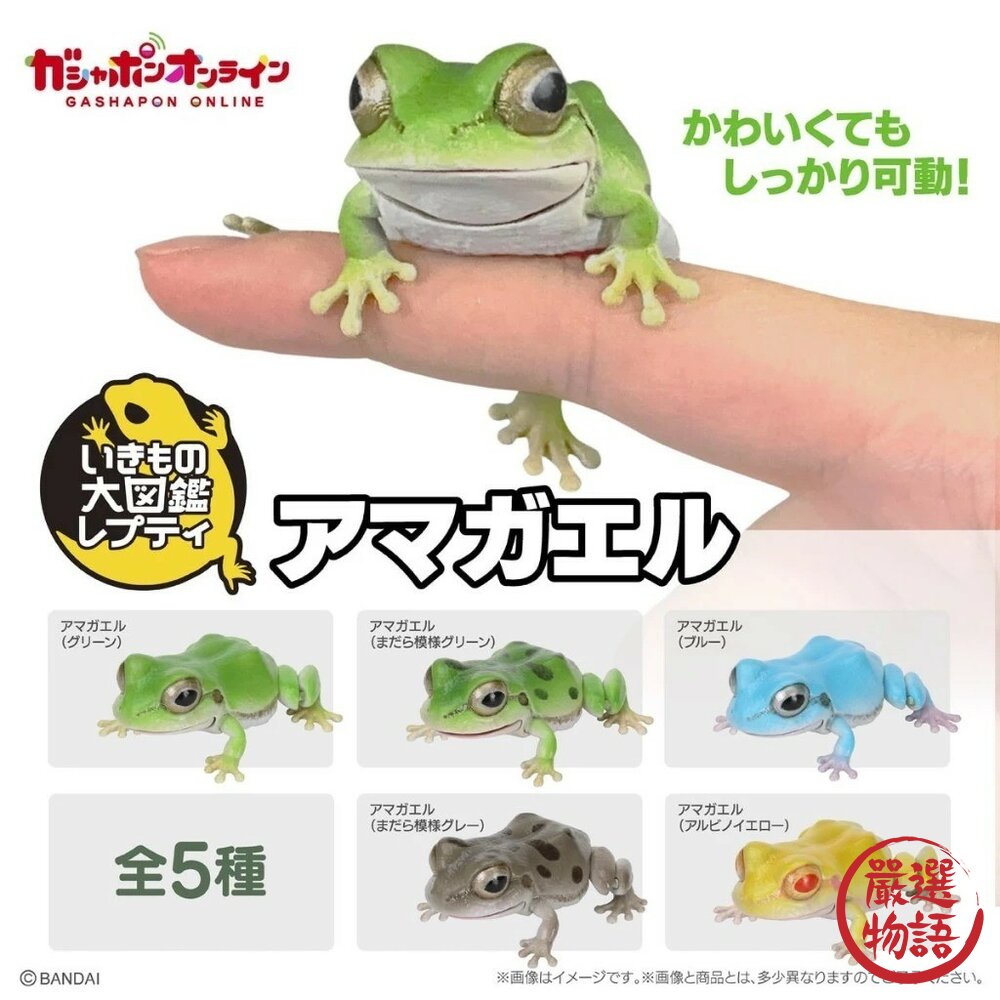 現貨 日本BANDAI萬代扭蛋 生物大圖鑑日本雨蛙 全五種 日本青蛙 自然科學教具 青蛙模型 爬蟲類公仔 轉蛋 日本進口 封面照片