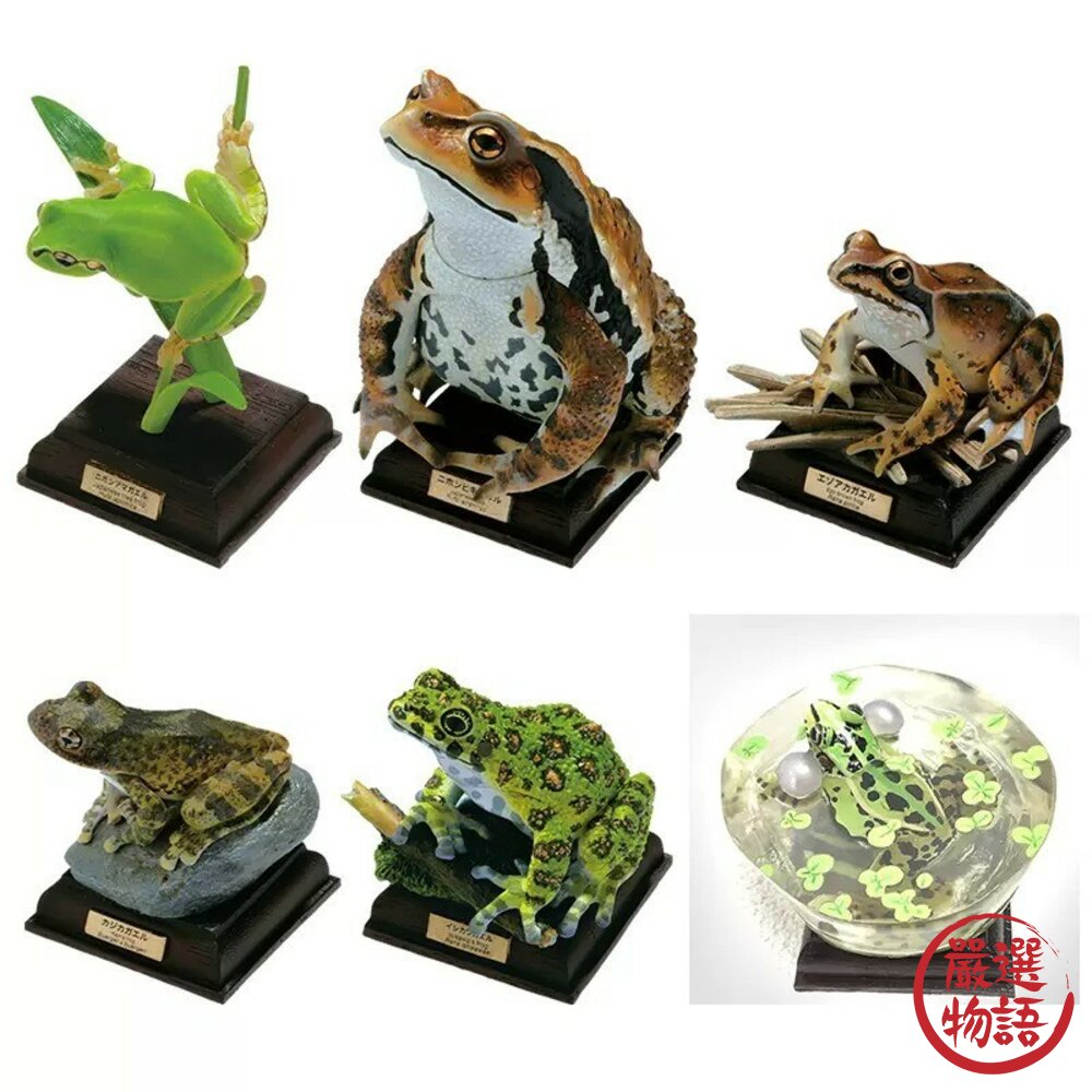 現貨 日本IKIMON扭蛋NTC圖鑑日本蛙特裝版 樹蛙 蟾蜍 日本青蛙 青蛙模型 爬蟲類 轉蛋 公仔 教具 日本進口 封面照片