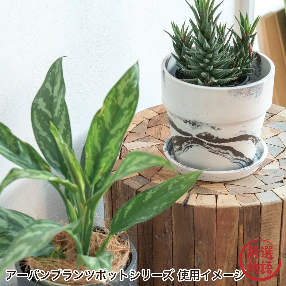 現貨 日本 日系綠植生活 環保花盆 3吋 4吋 5吋 Posh Living 多肉盆栽 花器 室內園藝 裝飾 日本進口-圖片-3