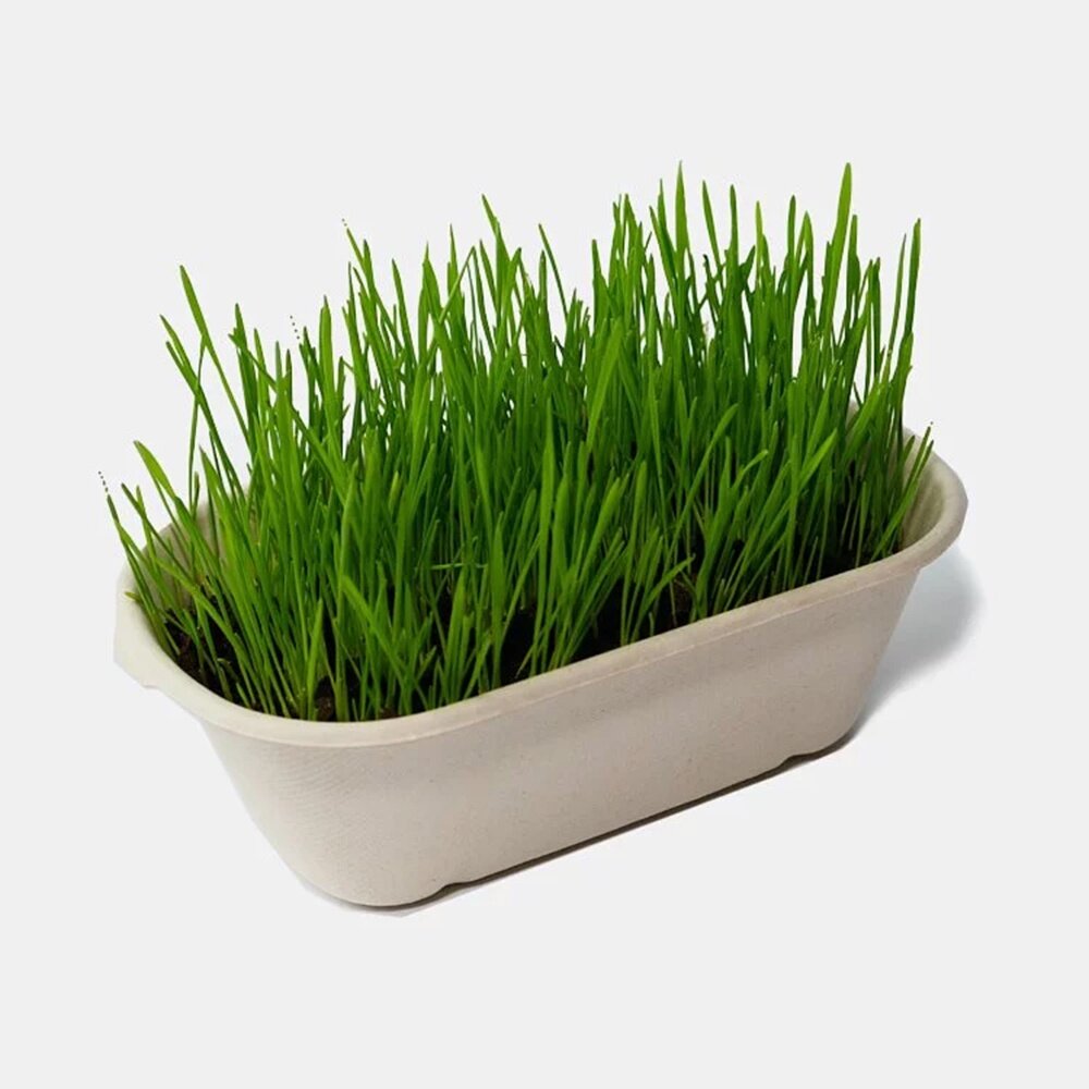 CATWANT 貓咪旺農場 小麥草DIY種植組 安心栽種容易 維護腸道保健 貓草 貓零食『WANG』-圖片-1