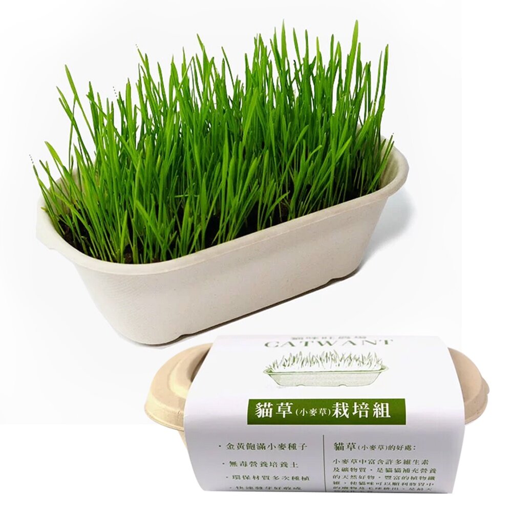020300065-CATWANT 貓咪旺農場 小麥草DIY種植組  安心栽種容易 維護腸道保健 貓草 貓零食『WANG』