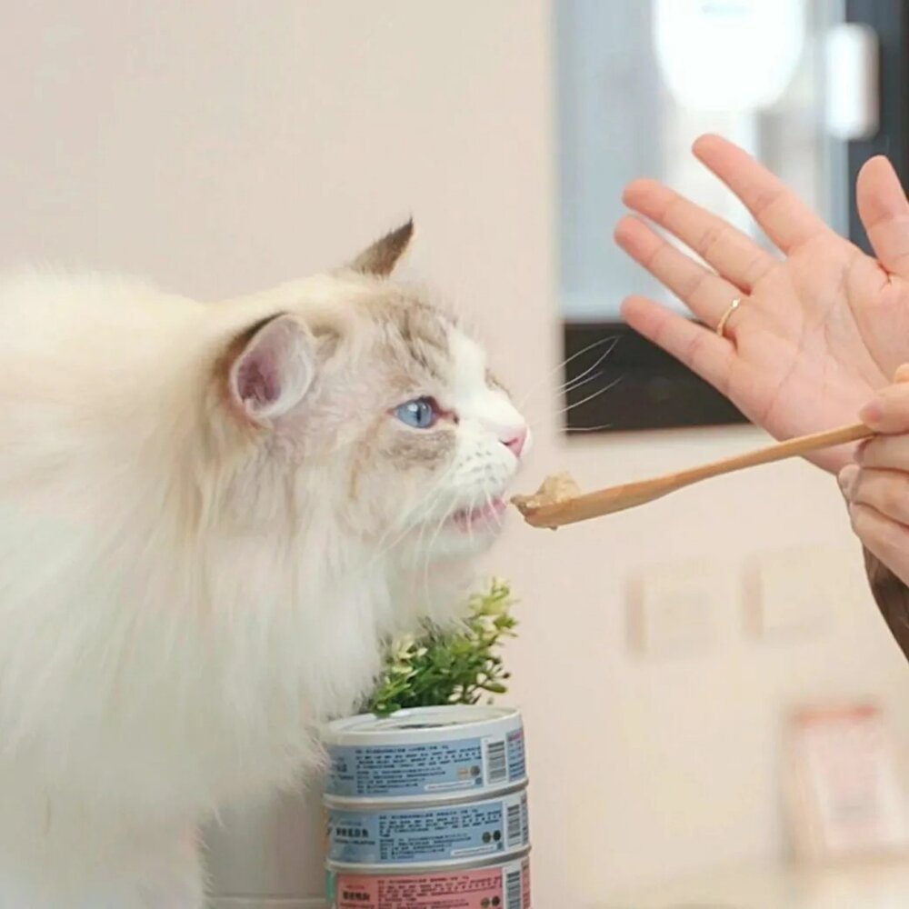 BLUEBAY 倍力 海島貓罐 80g【24罐組】幕斯機能貓主食罐頭 幕斯罐 機能罐 主食罐 貓罐頭『WANG』-圖片-2