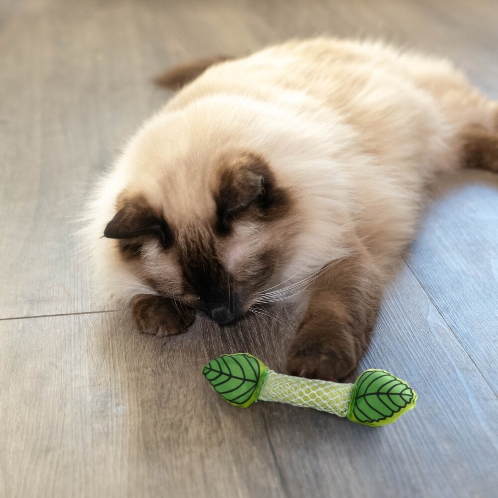 美國 Petstages 貓咪潔牙玩具 紅鞭炮 薄荷棒 貓草潔牙脆餅 毛毛蟲 潔牙鼠 貓草玩具 貓玩具『WANG』-圖片-7