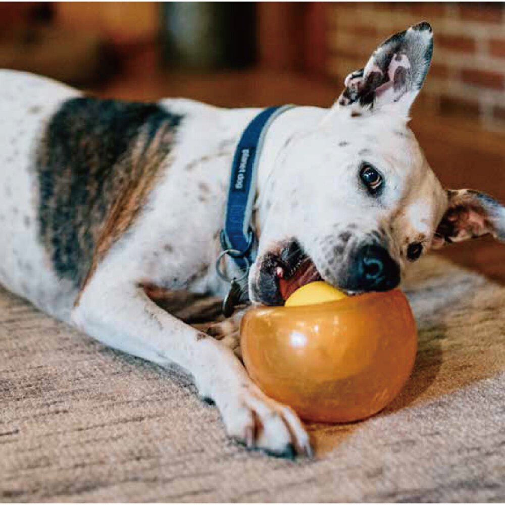 Planet Dog SNOOP耐咬埋鼻缽 藏食蓋 寵物益智 藏食玩具 多色可選 堅韌耐咬 浮力好 清洗方便『WANG』-圖片-5