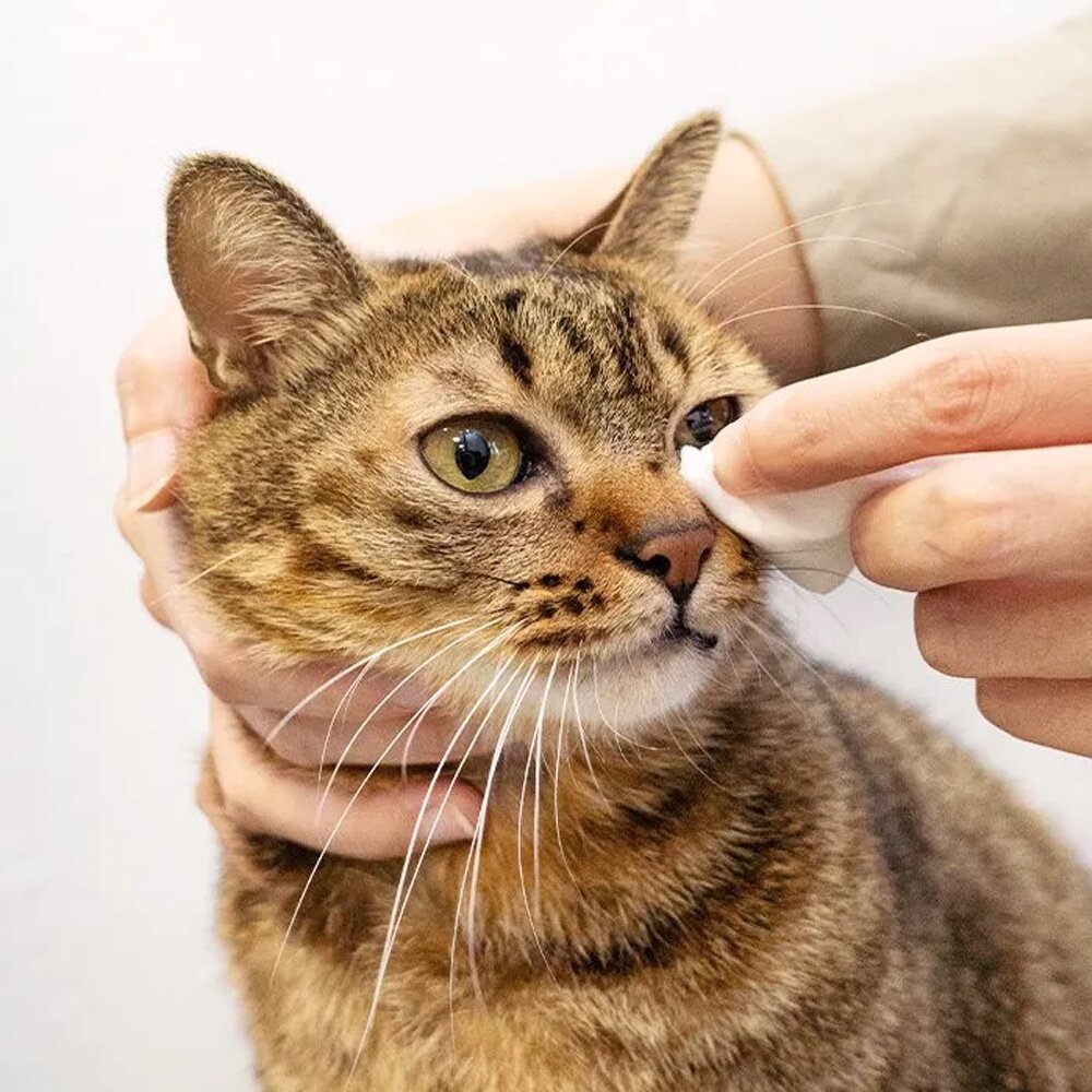 DogCatStar 汪喵星球 濕式衛生紙 12抽 46抽 寵物濕紙巾 毛孩專屬濕式衛生紙 好撕 可沖馬桶『WANG』-圖片-5