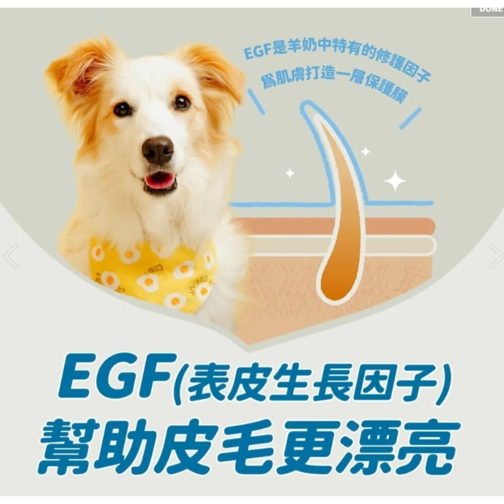 BLUE BAY 倍力 犬貓奶粉 頂級羊奶粉 貓寶樂 幼貓專業代奶 易沖泡 易消化 寵物奶粉 『WANG』-圖片-4