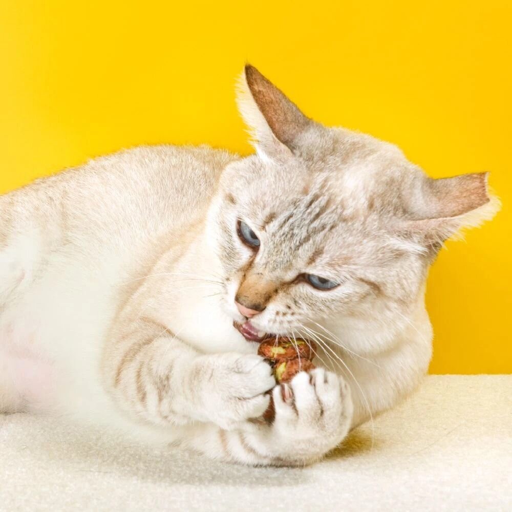 怪獸部落 怪獸卡滋KAZZZ 快樂凍乾蟲癭果 慢烘搖搖鮮肉酥四連串包 搖搖鮮肉酥 狗零食 貓零食『WANG』-圖片-8