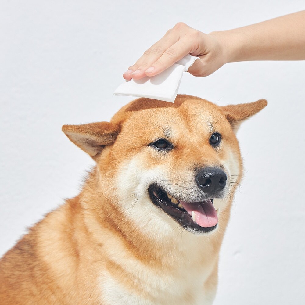 澳洲 LOGIN 洛格 3合一除臭抑菌護理濕紙巾 犬貓 8抽|50抽 隨手包 無酒精溫和不刺激 濕紙巾『WANG』-圖片-6