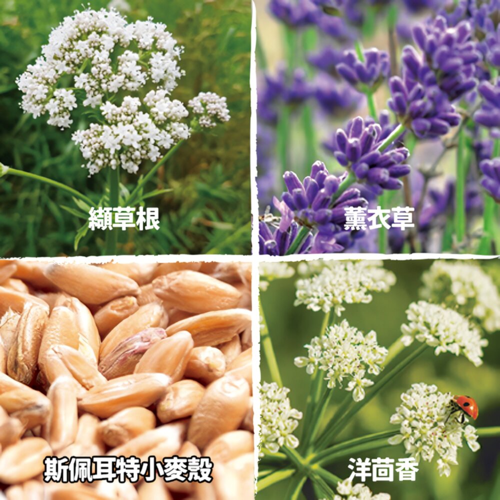 奧咪樂 AUMÜLLER 德國貓草玩具 | 德國製造 貓咪玩具 紓壓玩具 貓草玩具 隨機出貨『WANG』-圖片-6