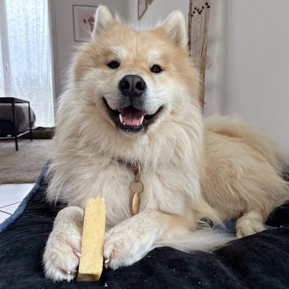 Martin 馬汀 比利時咬咬起司棒 磨牙起司 起司棒 犛牛起司 潔牙棒 犬用零食 狗零食 犬點心『WANG』-圖片-6