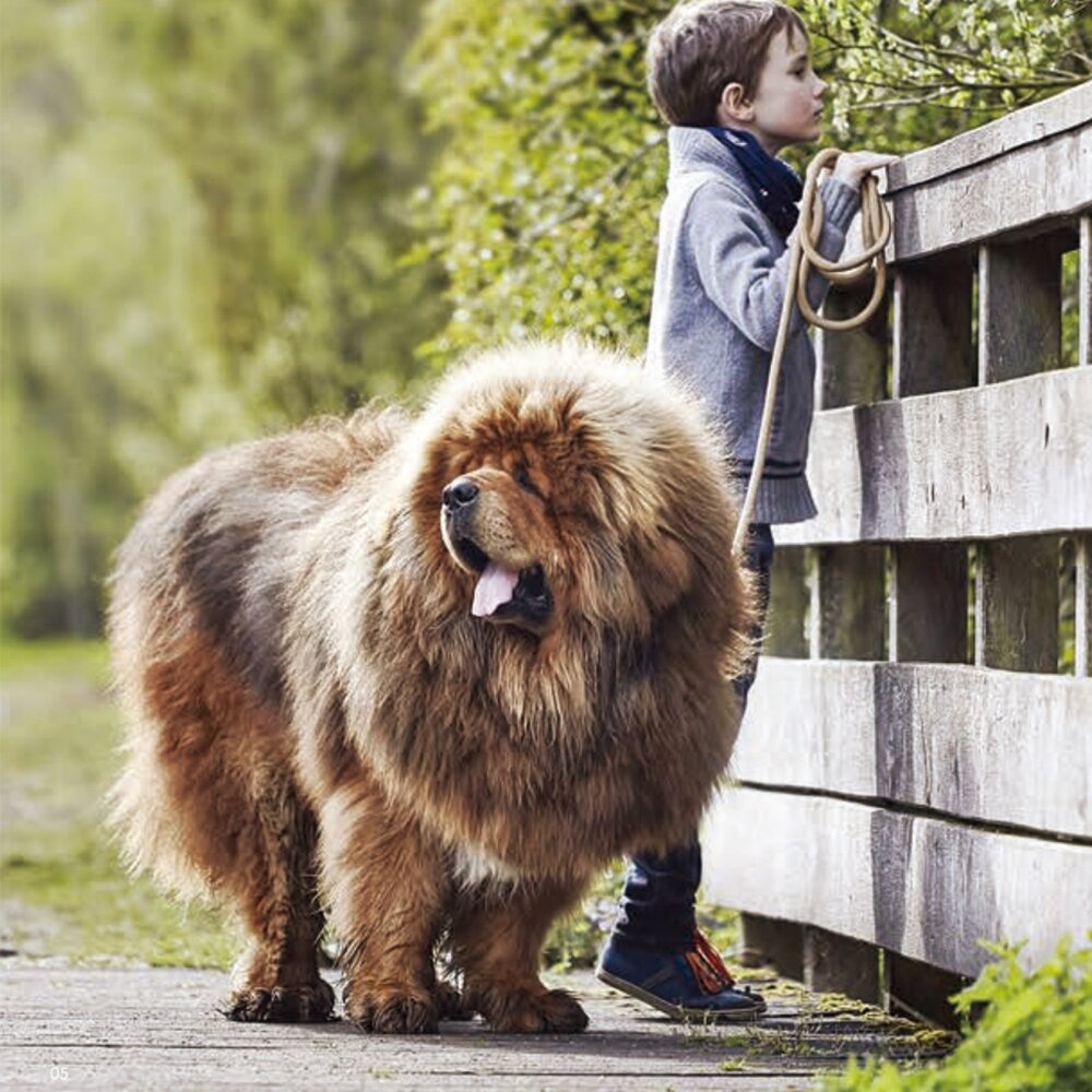 Martin 馬汀 經典尼龍|馬卡龍|特多點點|素色包芯牽繩 S-L號 犬用牽繩 狗狗牽繩 寵物牽繩『WANG』-圖片-4