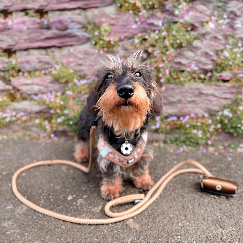 Martin 馬汀 經典尼龍|馬卡龍|特多點點|素色包芯牽繩 S-L號 犬用牽繩 狗狗牽繩 寵物牽繩『WANG』-圖片-5