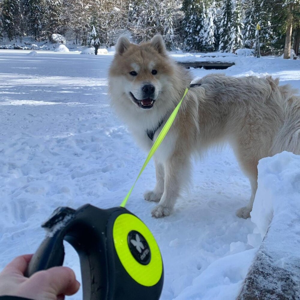 Martin 馬汀 單色反光|螢光反光|雙色反光 伸縮牽繩 XS-M號 台灣製造 犬用牽繩 狗狗牽繩 寵物牽繩『WAN-圖片-3