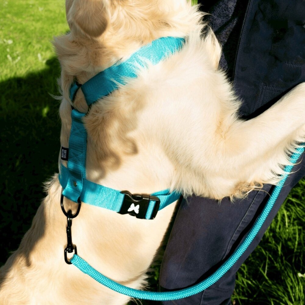 Martin 馬汀 經典尼龍H型|特多點點H型|漸層馬卡龍H型|經典網狀透氣|胸背帶 犬用胸背帶 寵物胸背帶『WANG-圖片-3