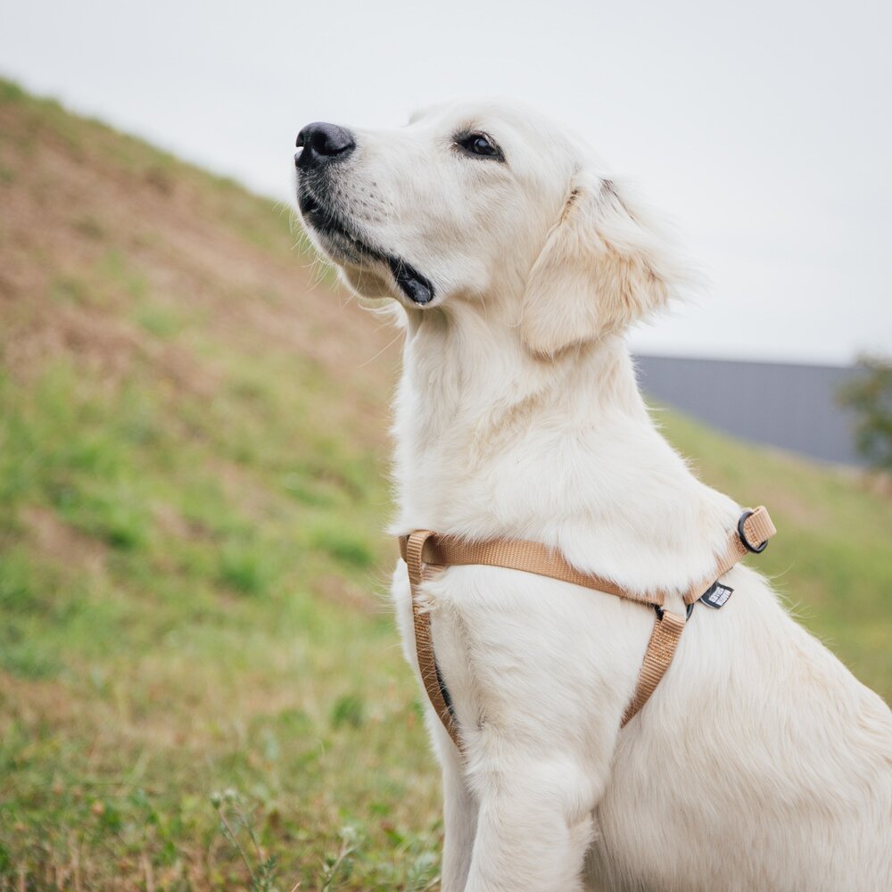 Martin 馬汀 經典尼龍H型|特多點點H型|漸層馬卡龍H型|經典網狀透氣|胸背帶 犬用胸背帶 寵物胸背帶『WANG-圖片-5