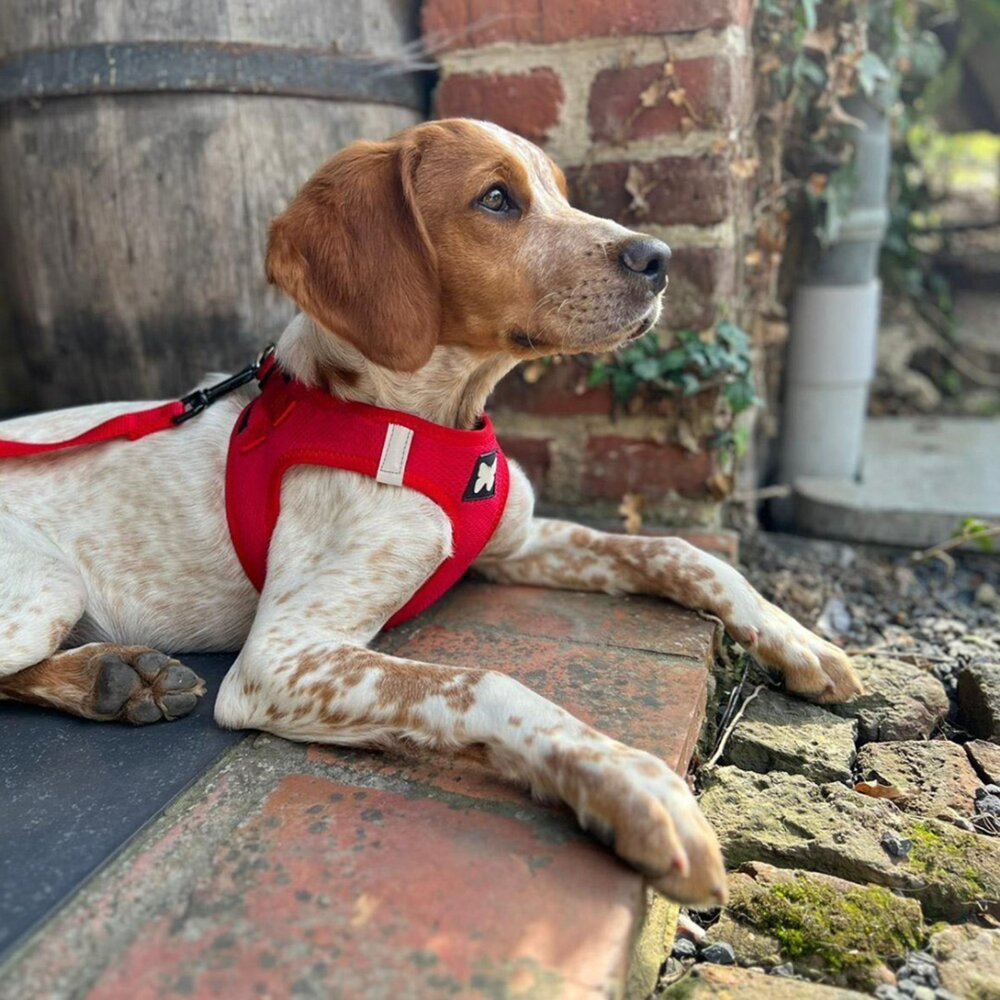 Martin 馬汀 經典尼龍H型|特多點點H型|漸層馬卡龍H型|經典網狀透氣|胸背帶 犬用胸背帶 寵物胸背帶『WANG-圖片-6