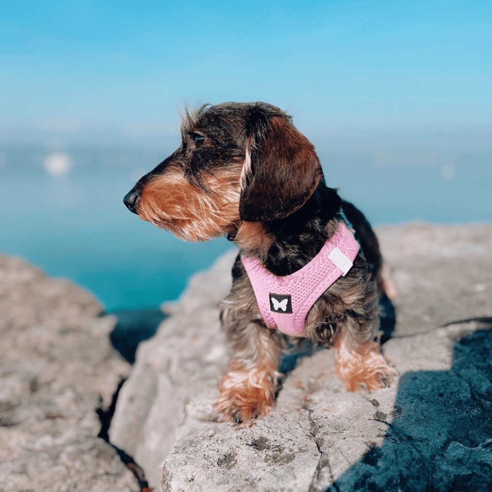 Martin 馬汀 經典尼龍H型|特多點點H型|漸層馬卡龍H型|經典網狀透氣|胸背帶 犬用胸背帶 寵物胸背帶『WANG-圖片-7