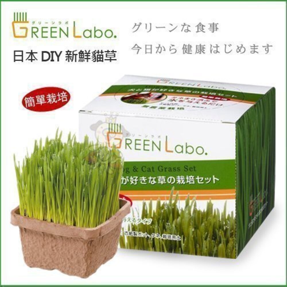 日本GreenLabo 燕麥盆栽組DIY貓草盆/燕麥貓草種子包 懶人包易種包『WANG』-圖片-2