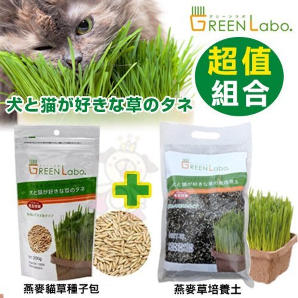 日本GreenLabo 燕麥盆栽組DIY貓草盆/燕麥貓草種子包 懶人包易種包『WANG』-圖片-3
