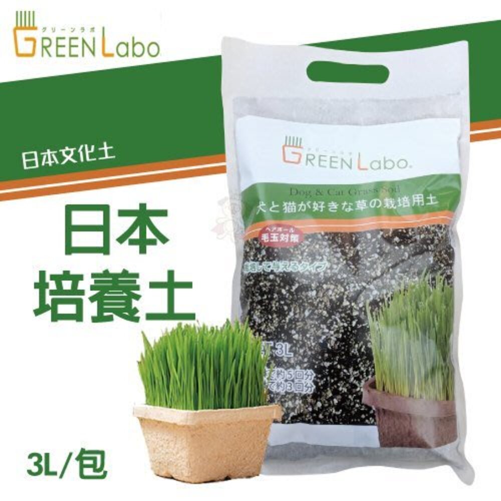 日本GreenLabo 燕麥盆栽組DIY貓草盆/燕麥貓草種子包 懶人包易種包『WANG』-圖片-7