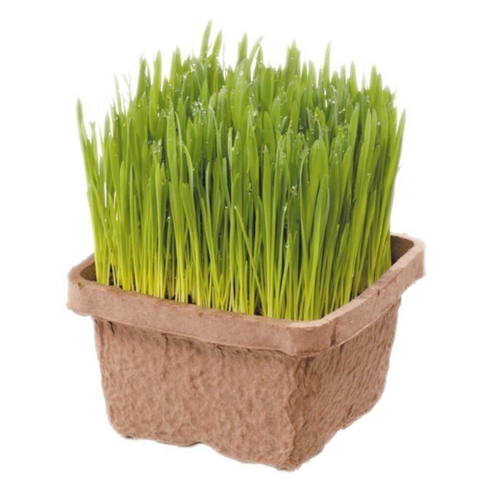 38512232-日本GreenLabo 燕麥盆栽組DIY貓草盆/燕麥貓草種子包 懶人包易種包『WANG』