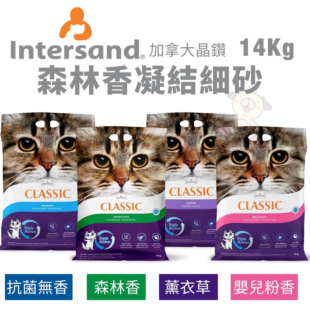 Intersand 晶鑽 貓砂7kg-14kg【免運】森林香凝結細砂 頂級白晶強力凝結細砂 貓砂『WANG』-圖片-4