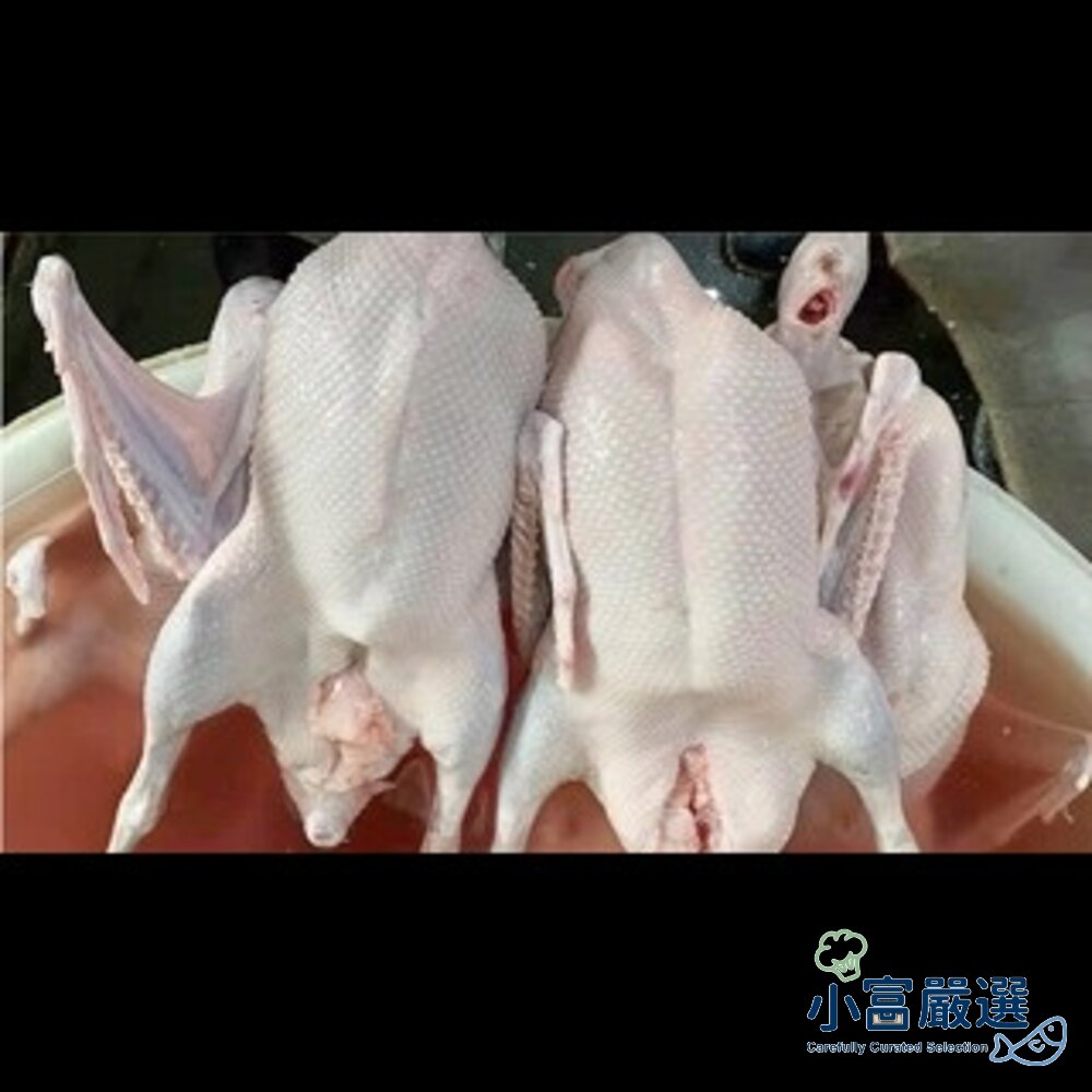 0302003-肉品鵝肉類-生鮮鵝肉-生鮮全鵝3.5kg (有頭有翅有腳)台灣屠宰