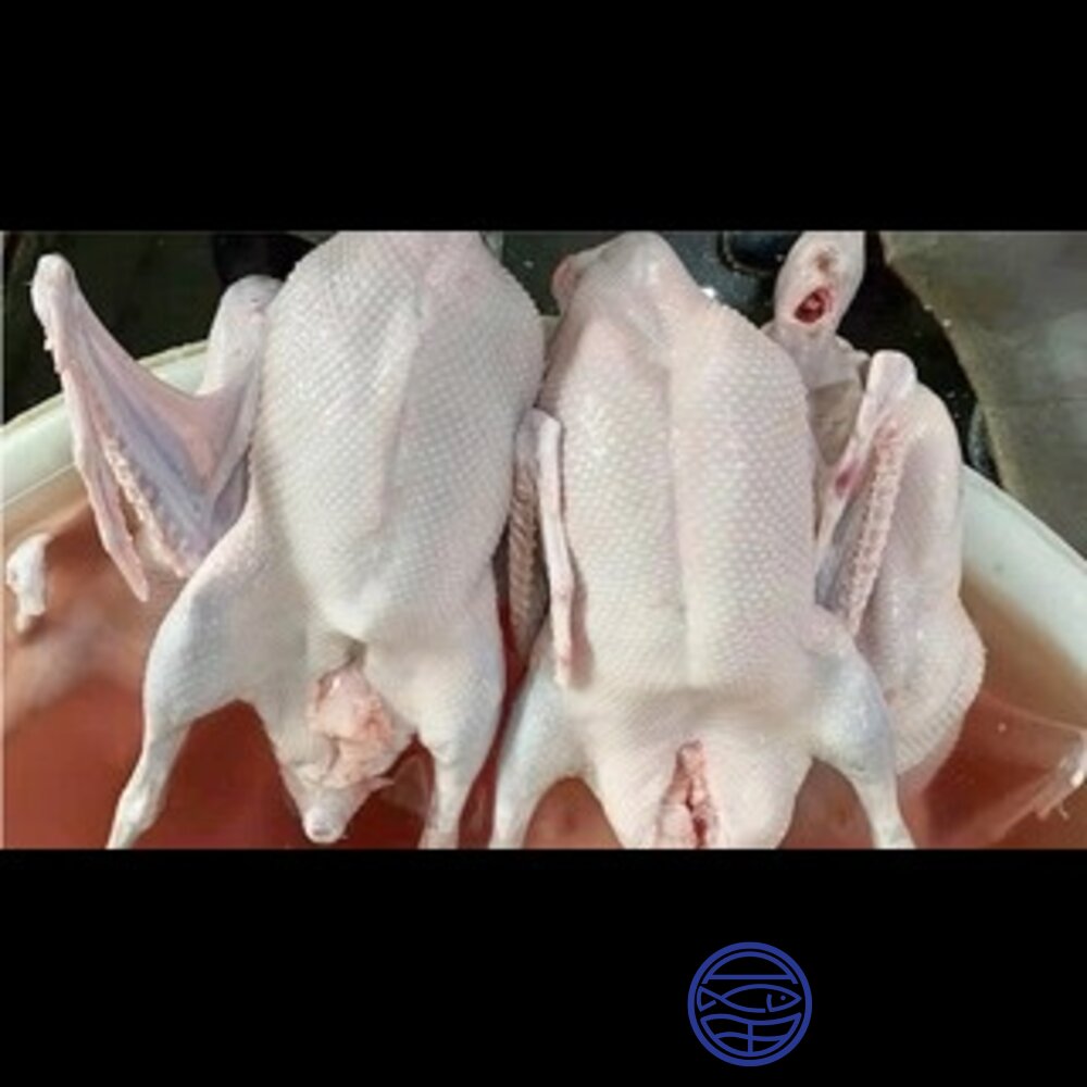 0302003-肉品鵝肉類-生鮮鵝肉-生鮮全鵝3.5kg (有頭有翅有腳)台灣屠宰