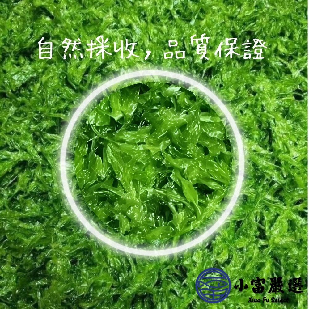 澎湖海菜 野生海菜 澎湖野生海菜 (300g/包)-圖片-3