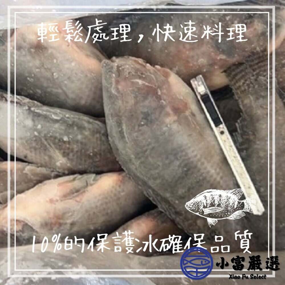 台灣三去吳郭魚 台灣鯛 (重量300/400g 包10%保護冰) 鹽烤 燉煮 乾煎-圖片-4