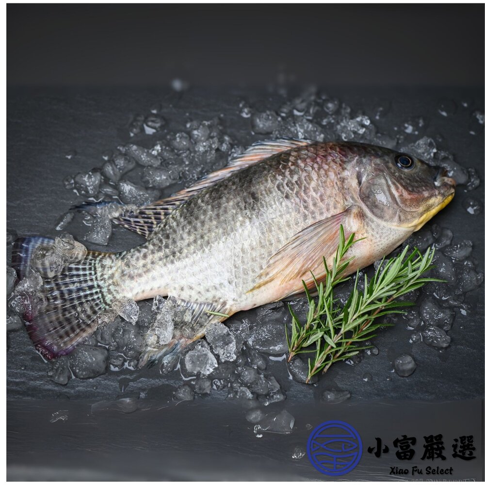 台灣鯛吳郭魚 三去吳郭魚 台灣鯛 三去台灣鯛魚 吳郭魚 約30尾 (300/400g/尾)-圖片-2