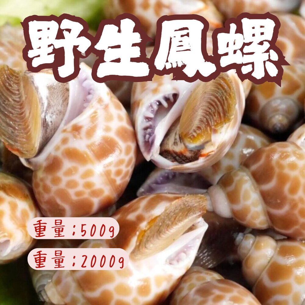 240903231728-野生鳳螺粒 印度鳳螺 (500g/包)(2000g/包)