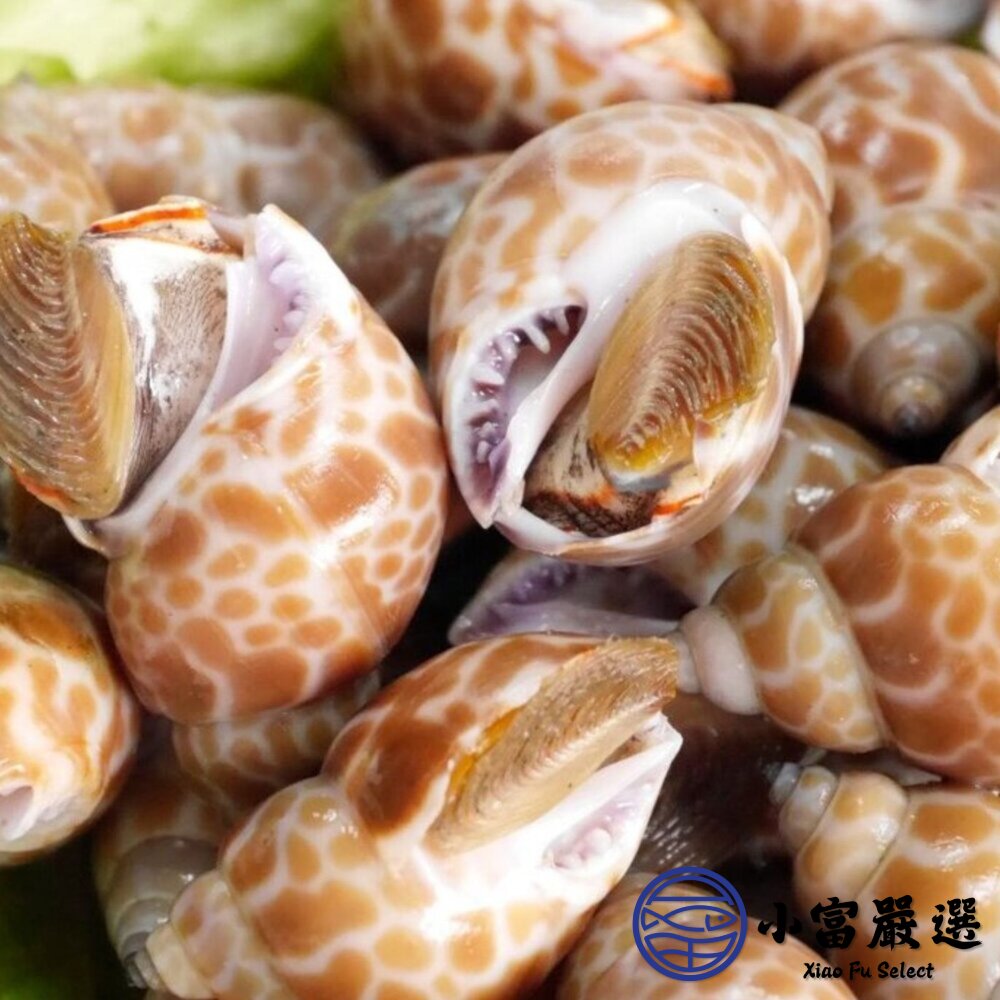 野生鳳螺粒 印度鳳螺 (500g/包)(2000g/包)-圖片-3