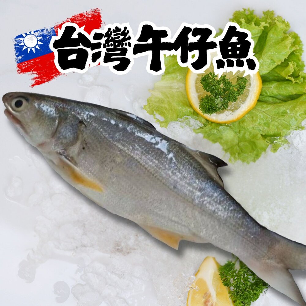 241006091259-台灣午仔魚一夜干 午仔魚 一夜干 新鮮魚(200~250g/大尾)