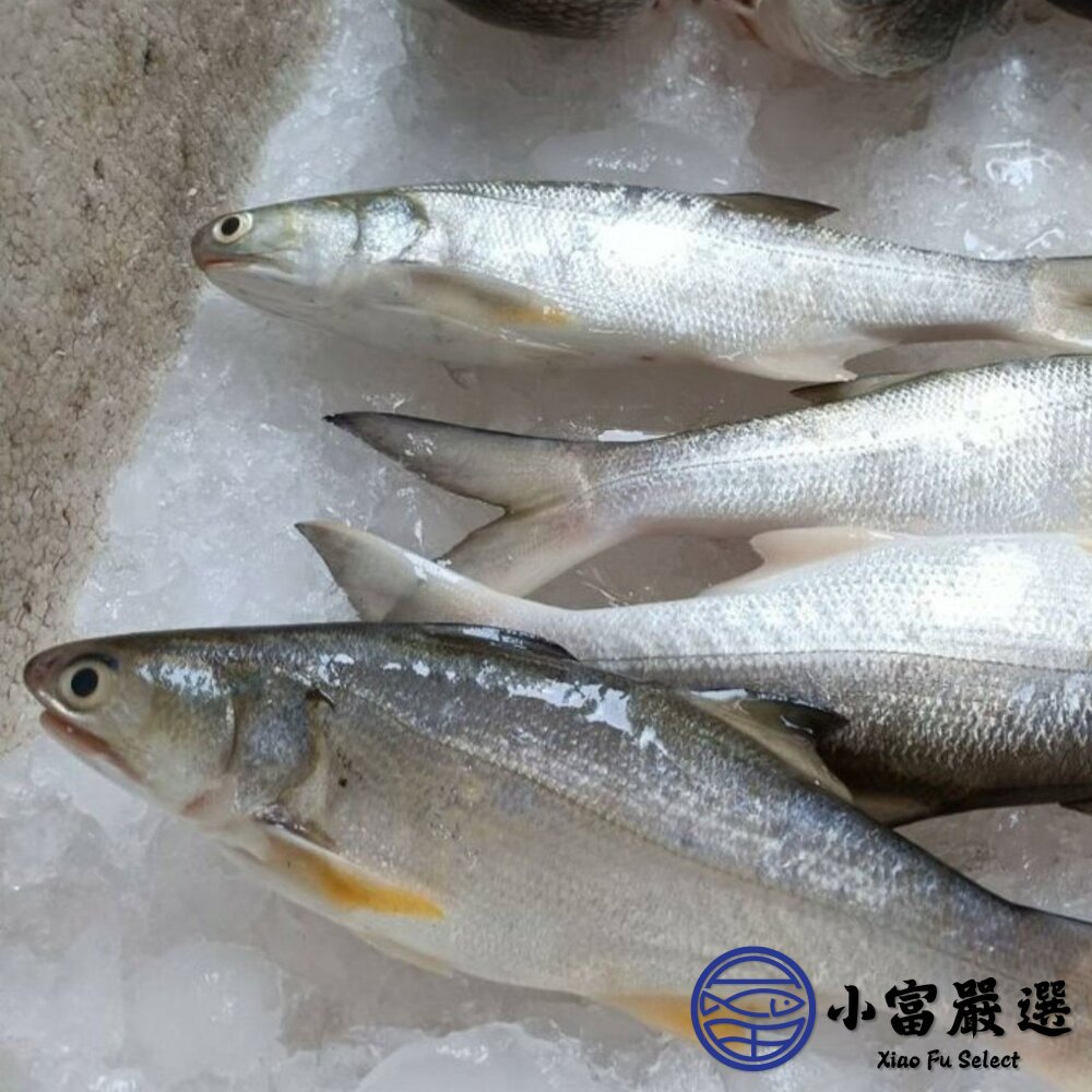 台灣午仔魚一夜干 (200-250g/大尾)-圖片-4