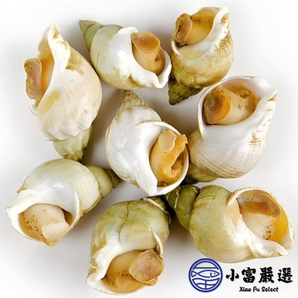 海爾蘭海螺 歐洲海螺 海皇螺 熟凍海螺 巨大海螺 (多種規格)-圖片-2