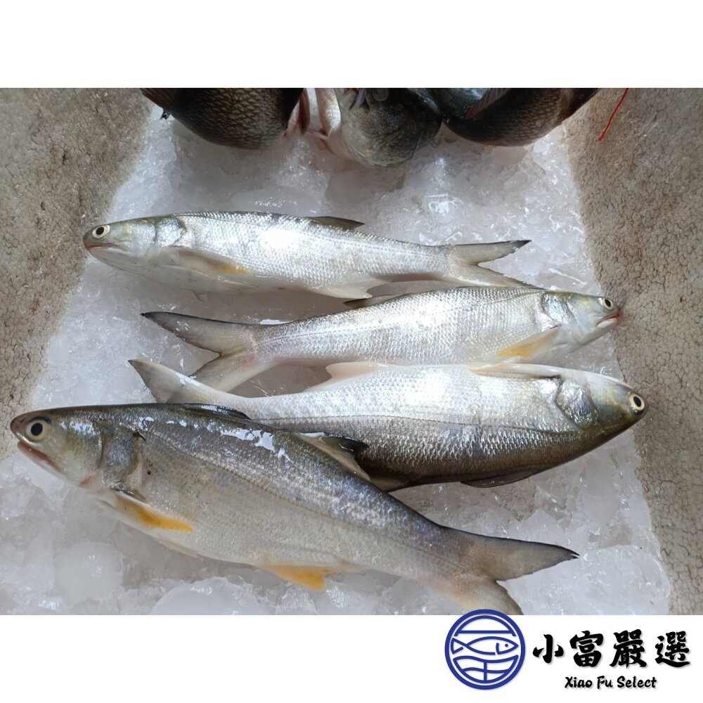 台灣午仔魚 一夜干 大尾 一夜干 午仔魚 午仔魚(200/250g)-圖片-4