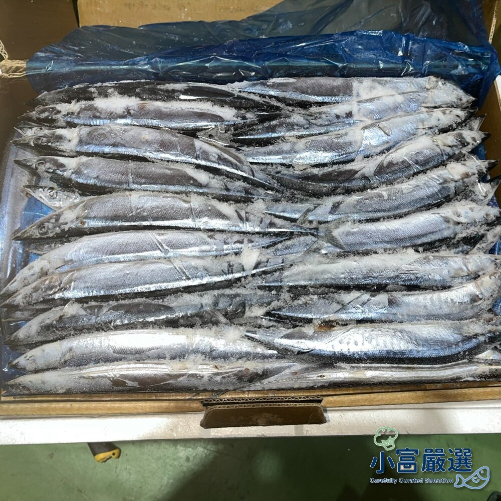 250525034853-海鮮其他魚類 秋刀魚3號 10公斤裝 特價1340 刀魚/烤魚/烤秋刀魚/日本燒烤專用