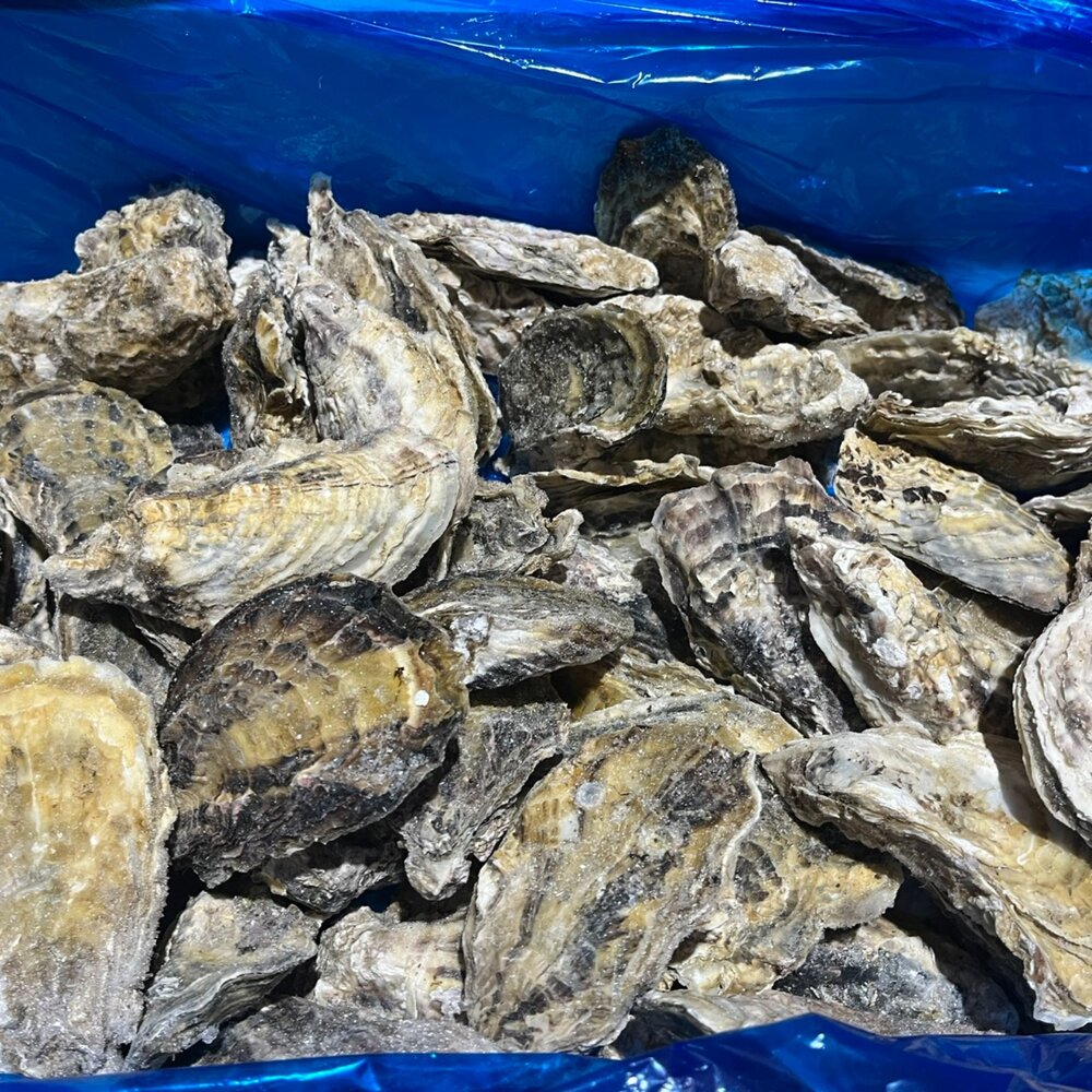 250605003244-日本生食級全殼生蠔 日本宮城縣 兵庫縣生蠔 室津牡蠣 尺寸L (100/150) 10顆裝