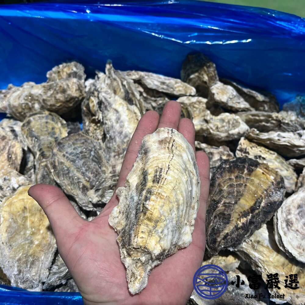 日本全殼生蠔 日本宮城縣 兵庫縣生蠔 室津牡蠣 尺寸L (100/150) 10顆裝-圖片-1