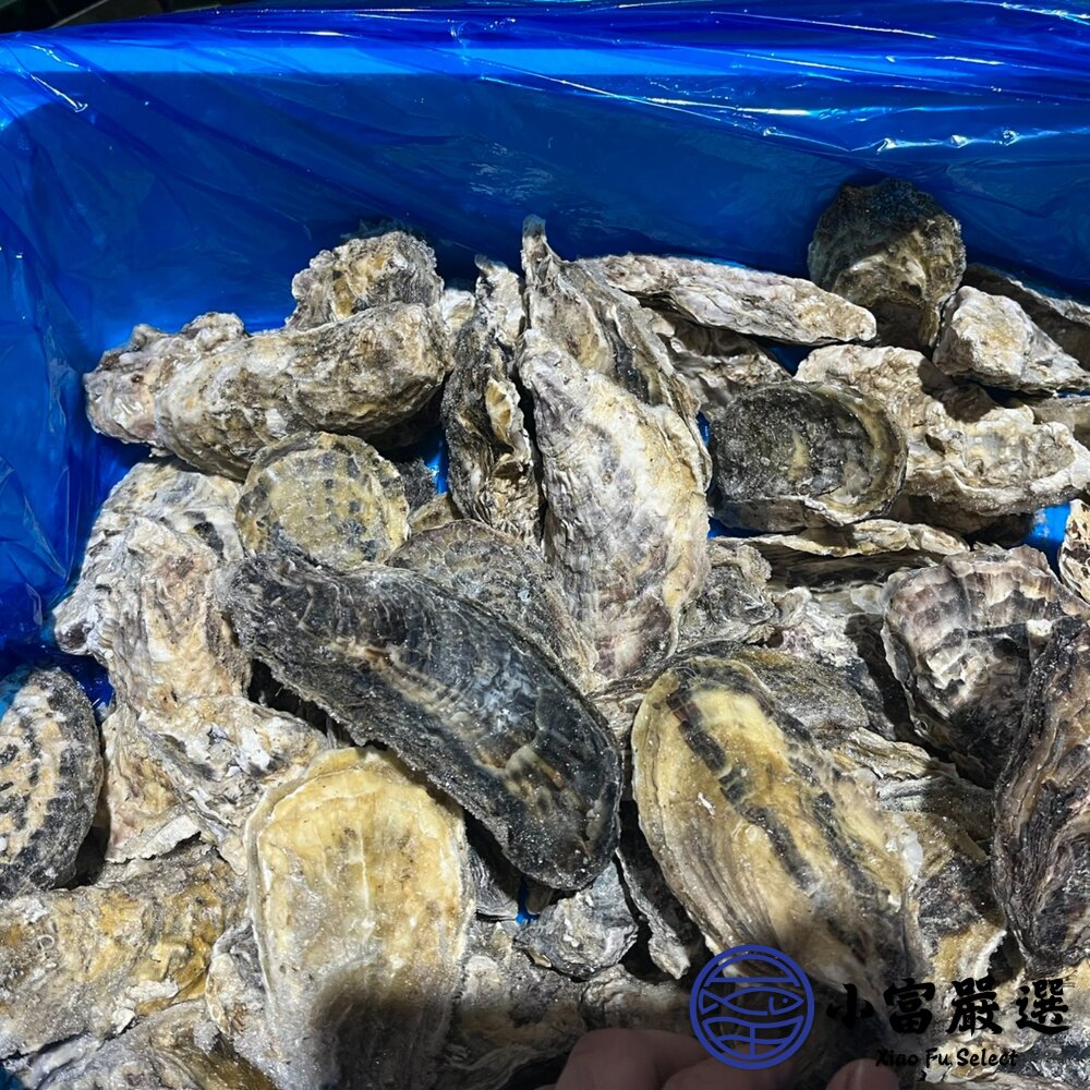 日本全殼生蠔 日本宮城縣 兵庫縣生蠔 室津牡蠣 尺寸L (100/150) 10顆裝-圖片-2